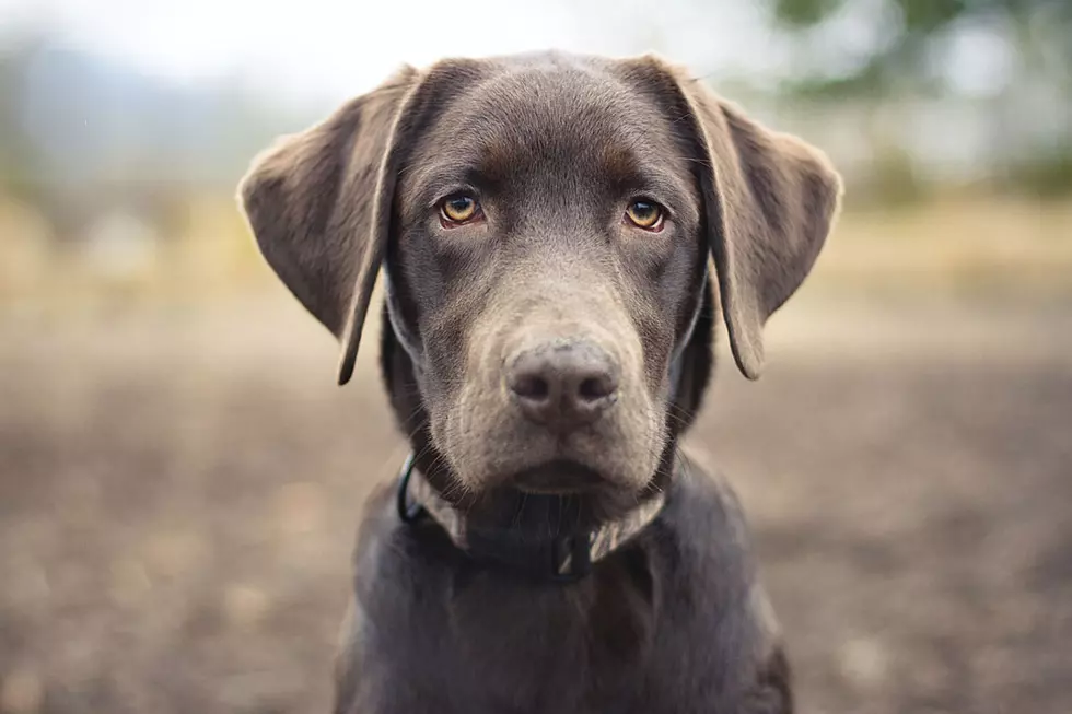 Woman Charged After Posting Photo of Dog With Mouth Taped Shut